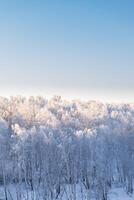 floresta de inverno. árvores cobertas de geada e neve foto