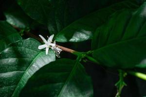 flores de café e folhas na planta de café em luz natural foto