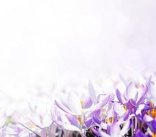 flores de açafrão roxas florescendo em um foco suave em um dia ensolarado de primavera foto