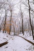 vista para a floresta de inverno foto