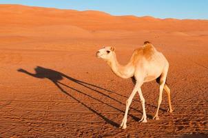 camelo no deserto foto