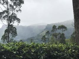 plantações de chá no sri lanka foto