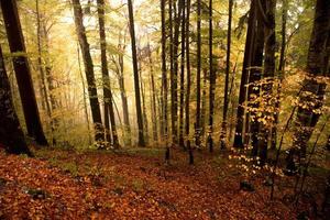 floresta de outono colorida foto