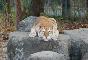 tigre malhado dourado foto