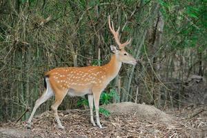 veado sika na floresta foto