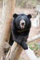 urso negro asiático foto