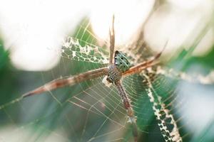 close-up tiro macro de aranha. foco suave. foco seletivo