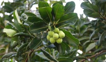 fruta verde clara da fruta jovem do louro indiano no galho e folhas verdes escuras bakground, tailândia. outro nome é louro alexandrino, mogno bornero e folha bonita. foto