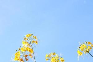 flores amarelas e botões da árvore de chama ou poinciana real abaixo do quadro e fundo do céu azul claro, tailândia. foto