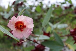 flor rosa clara de roselle está florescendo em galho e folhas na natureza. outro nome é sorel jamaicano, rozella, azeda, azeda vermelha. foto