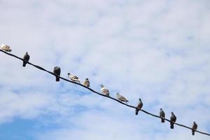 pombos estão pegando arame e fundo de nuvens brancas em dia de brilho. foto