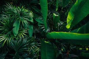 fundo de folhas e árvores tropicais foto