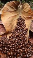 grãos de café em folhas secas de teca, fundo marrom, textura foto