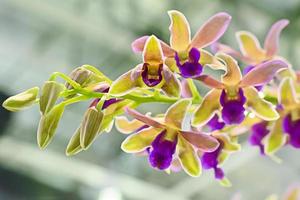 orchidaceae é uma família diversa e difundida de plantas com flores, com flores que são muitas vezes coloridas e muitas vezes perfumadas. foto