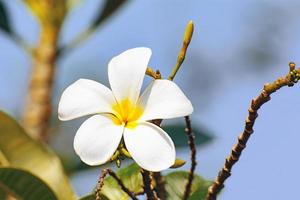 As flores de plumeria são tão bonitas que são populares na Tailândia. foto