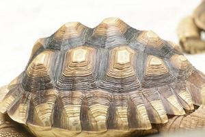 a tartaruga irradiada leva em um zoológico foto