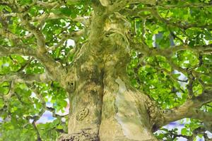 pequena árvore, cultivada com técnica tailandesa de bonsai. foto