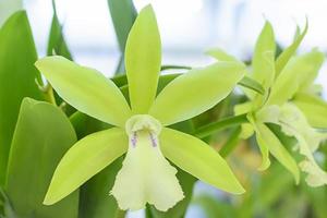 cattleya é um gênero de 113 espécies de orquídeas da costa rica e das antilhas ao sul da argentina. foto
