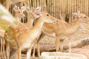 closeup de veado de um campo em um zoológico foto