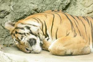 o tigre dormindo em um zoológico foto