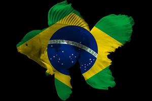 bandeira do brasil em peixinho dourado foto