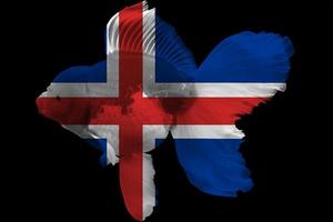 bandeira da islândia em peixinho dourado foto