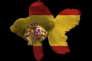 bandeira da espanha em peixinho dourado foto