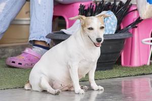 cão é animal de estimação. os cães são os melhores amigos do homem. foto