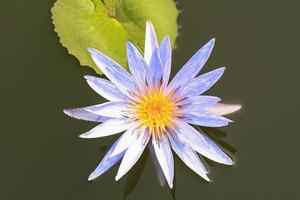 lotus é muitas cores e bonito em lagoas. foto