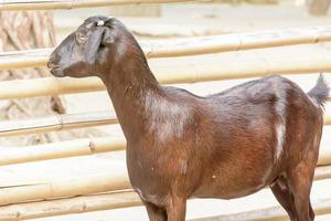 a cabra marrom leva em um zoológico foto