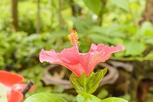 hibiscus é um gênero de plantas com flores da família malva, malvaceae. foto