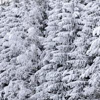 pinheiros de inverno foto