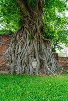 estátua de cabeça de buda com raízes de árvores bodhi presas em wat mahathat foto