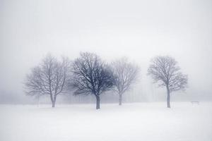 árvores de inverno no nevoeiro