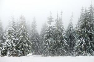 floresta de inverno no meio do nevoeiro foto