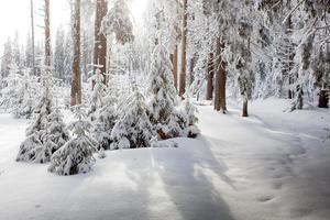 floresta de inverno nas montanhas foto