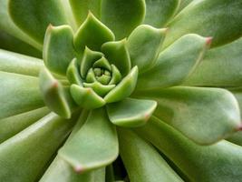 planta suculenta fechar cera branca em folhas frescas detalhes da planta echeveria foto