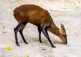 um cervo latindo no solo seco, criado no zoológico com uma etiqueta presa à orelha foto