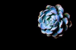 planta suculenta fechar detalhes de folhas frescas de echeveria peacockii foto