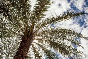 sob o sol da palmeira e o céu azul foto