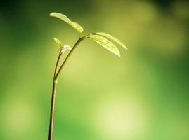 folhas de broto de planta jovem semeando na floresta foto