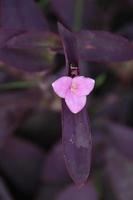 um coração roxo ou flor roxa tradescantia no ramo e desfocar o fundo. um outro nome é oyster plantt, barco-lírio. vista vertical. foto