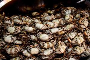 caranguejos verdes de maré preservados por molho de peixe estão na bandeja para venda na tailândia. foto