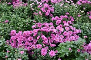 fundo de canteiro de flores de crisântemo rosa. foto