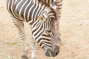 a zebra comendo grama em um zoológico foto