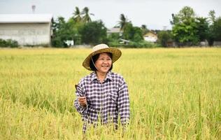 paisagem de arrozal que tem agricultor sênior asiático segurando a foice de colheita na mão e sorrindo no meio do arrozal, foco suave e seletivo, conceito de agricultura sênior asiático.
