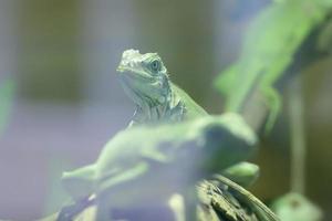 a iguana verde leva em um zoológico foto