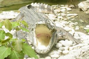 o grande crocodilo leva em um zoológico foto