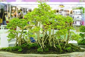 pequena árvore, cultivada com técnica tailandesa de bonsai. foto