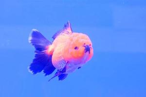 peixinho dourado isolado no gabinete foto